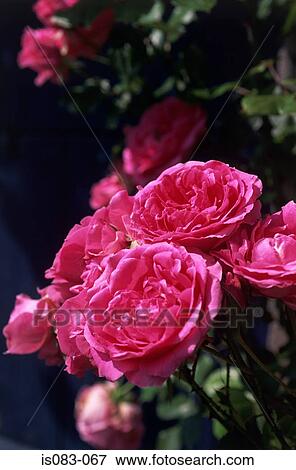 Pink roses View Large Photo Image Stock Photo - Pink roses. Fotosearch