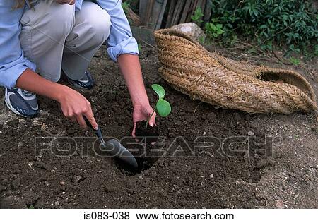 Planting a seedling View Large Photo Image Stock Photo - Planting a seedling. Fotosearch