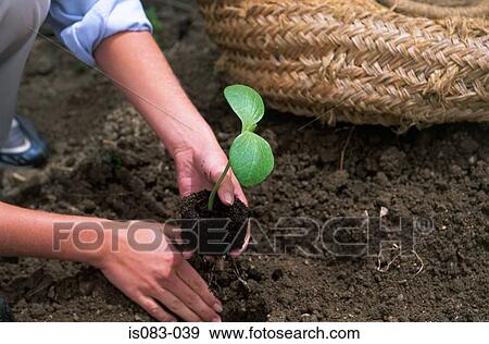 Planting a seedling View Large Photo Image Stock Photo - Planting a seedling. Fotosearch
