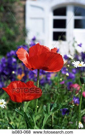 Poppies View Large Photo Image Stock Photo - Poppies. Fotosearch