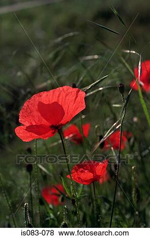 Poppies View Large Photo Image Stock Photo - Poppies. Fotosearch
