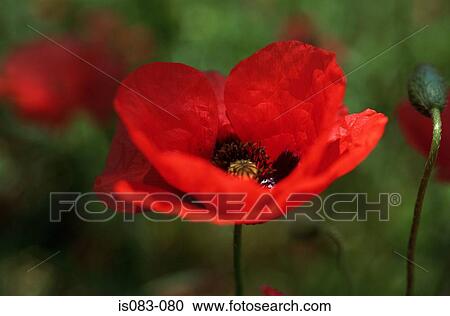 Poppy View Large Photo Image Stock Image - Poppy. Fotosearch
