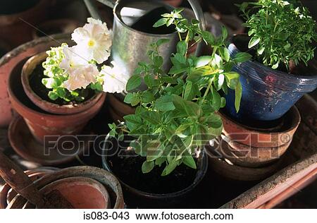 Stock Image - Potted herbs and flowers. Fotosearch