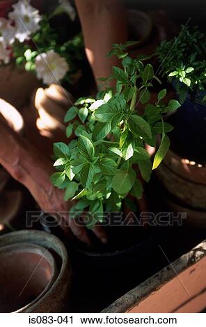 Potting basil View Large Photo Image Stock Image - Potting basil. Fotosearch