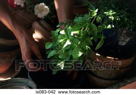 Potting basil View Large Photo Image Stock Image - Potting basil. Fotosearch