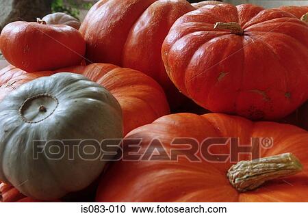 Stock Image - Pumpkins. Fotosearch