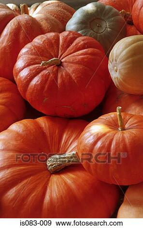 Pumpkins View Large Photo Image Stock Photo - Pumpkins. Fotosearch