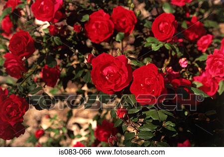 Stock Photograph - Red roses. Fotosearch
