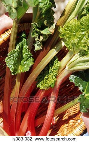 Rhubarb View Large Photo Image Stock Image - Rhubarb. Fotosearch