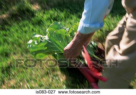 Rhubarb View Large Photo Image Stock Photo - Rhubarb. Fotosearch
