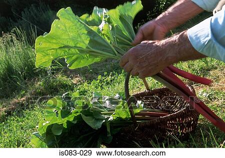 Rhubarb View Large Photo Image Stock Photo - Rhubarb. Fotosearch