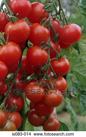 Ripe tomatoes View Large Photo Image Picture - Ripe tomatoes. Fotosearch