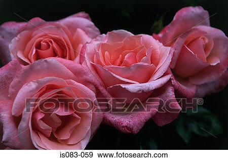 Roses View Large Photo Image Stock Photo - Roses. Fotosearch