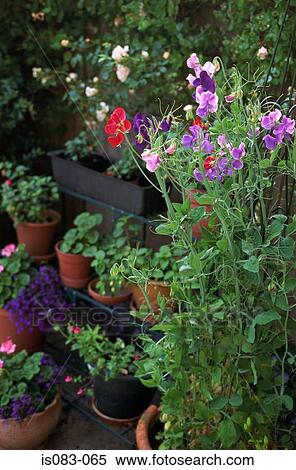 Sweet peas and pot plants View Large Photo Image Stock Photography - Sweet peas and pot plants. Fotosearch
