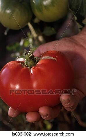 Tomato View Large Photo Image Stock Image - Tomato. Fotosearch