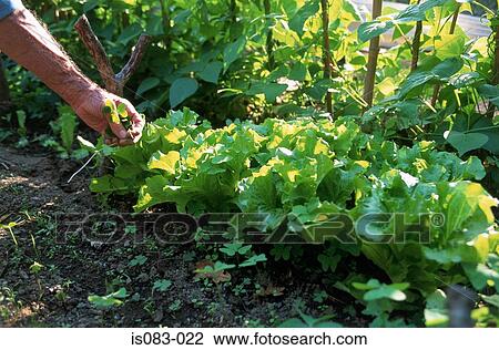 Stock Image - Vegetable patch. Fotosearch