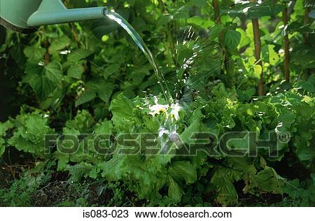Vegetable patch View Large Photo Image Stock Image - Vegetable patch. Fotosearch