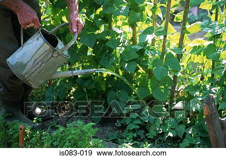 Stock Photo - Watering plants. Fotosearch