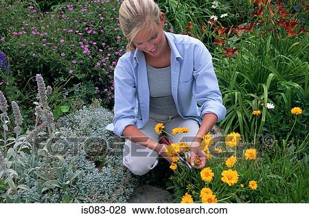 Woman cutting flowers View Large Photo Image Stock Photo - Woman cutting flowers. Fotosearch