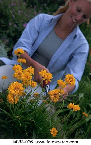 Woman cutting flowers View Large Photo Image Stock Photograph - Woman cutting flowers. Fotosearch