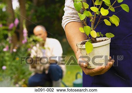 Couple in a garden View Large Photo Image Stock Image - Couple in a garden. Fotosearch