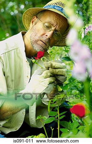 Stock Image - Man gardening. Fotosearch