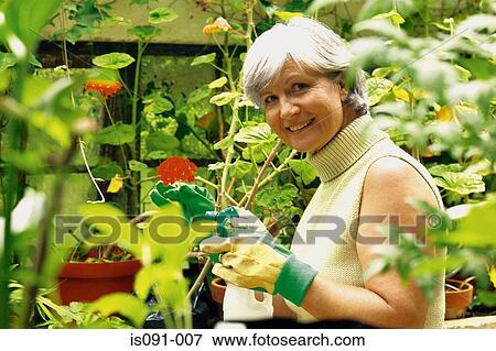 Stock Photo - Woman in greenhouse. Fotosearch
