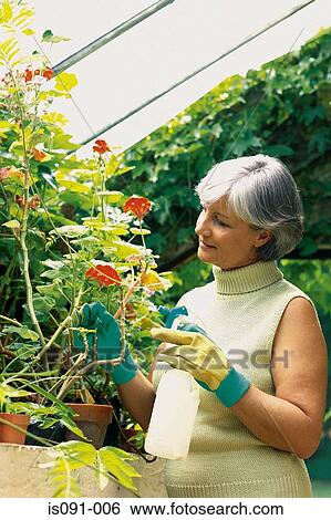 Woman in greenhouse View Large Photo Image Stock Photograph - Woman in greenhouse. Fotosearch