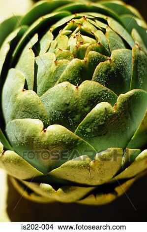 Picture - Artichoke. Fotosearch