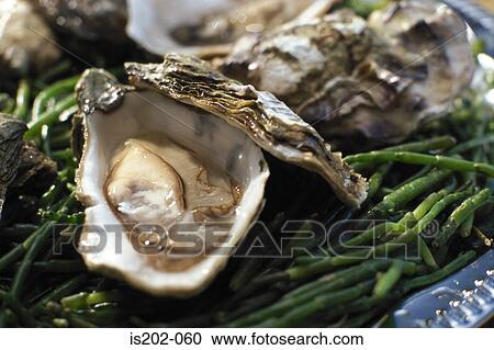 Oysters View Large Photo Image Stock Image - Oysters. Fotosearch