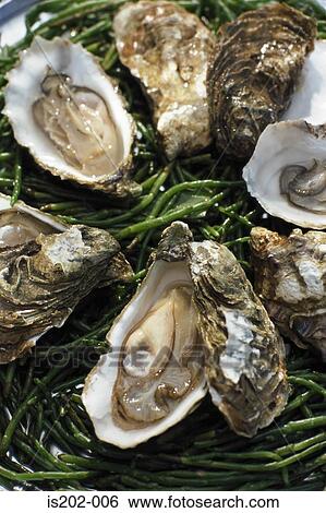 Oysters View Large Photo Image Stock Photograph - Oysters. Fotosearch