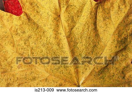 Stock Photo - Autumn leaf. Fotosearch