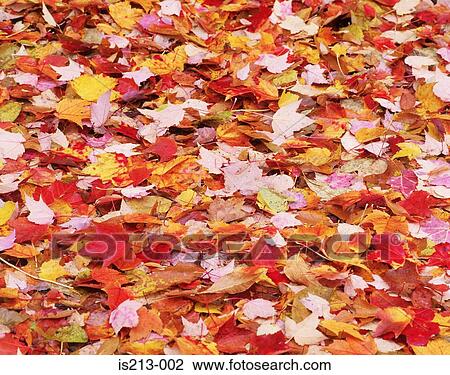 Autumn leaves View Large Photo Image Stock Image - Autumn leaves. Fotosearch