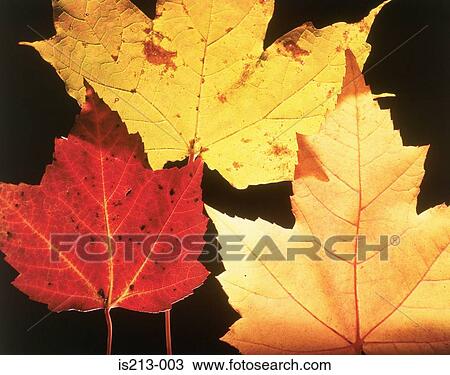 Autumn leaves View Large Photo Image Stock Image - Autumn leaves. Fotosearch