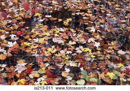 Autumn leaves View Large Photo Image Stock Image - Autumn leaves. Fotosearch
