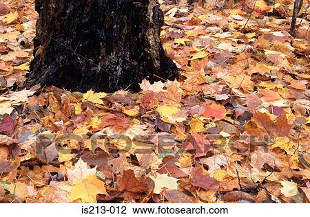 Autumn leaves View Large Photo Image Stock Image - Autumn leaves. Fotosearch