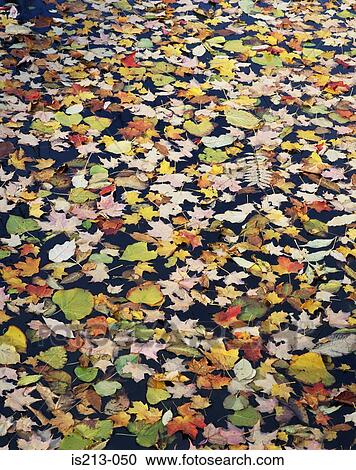 Autumn leaves View Large Photo Image Stock Image - Autumn leaves. Fotosearch