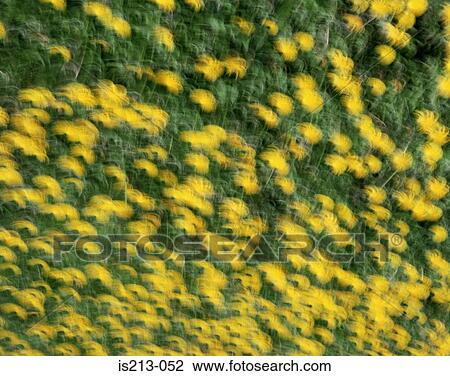 Field of flowers View Large Photo Image Stock Image - Field of flowers. Fotosearch