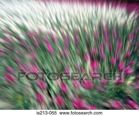 Field of tulips View Large Photo Image Stock Photography - Field of tulips. Fotosearch