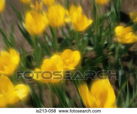 Flowers View Large Photo Image Stock Photo - Flowers. Fotosearch