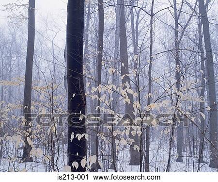 Forest in winter View Large Photo Image Stock Image - Forest in winter. Fotosearch