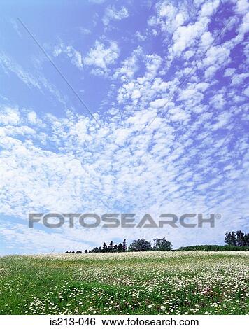 Green field View Large Photo Image Stock Photograph - Green field. Fotosearch
