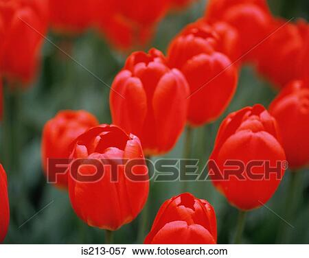 Red tulips View Large Photo Image Stock Photo - Red tulips. Fotosearch