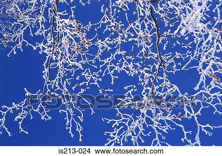 Tree in winter View Large Photo Image Picture - Tree in winter. Fotosearch