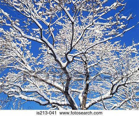 Stock Image - Tree in winter. Fotosearch