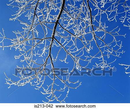 Stock Image - Tree in winter. Fotosearch