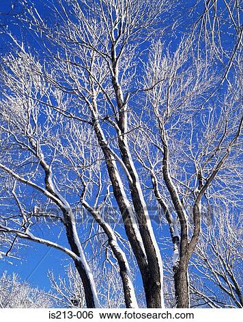 Tree in winter View Large Photo Image Stock Photograph - Tree in winter. Fotosearch