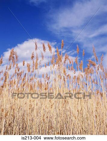 Wheat field View Large Photo Image Picture - Wheat field. Fotosearch