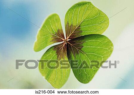 Picture - Clover. Fotosearch