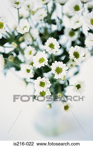 Stock Image - Daisy. Fotosearch